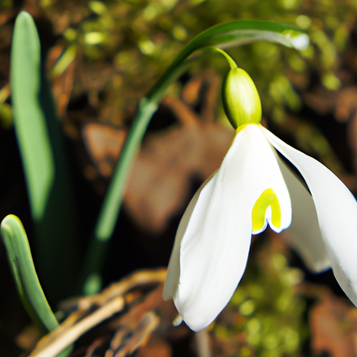 Frühlingserwachen